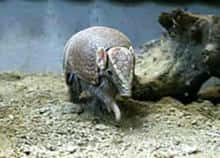 マタコミツオビアルマジロ